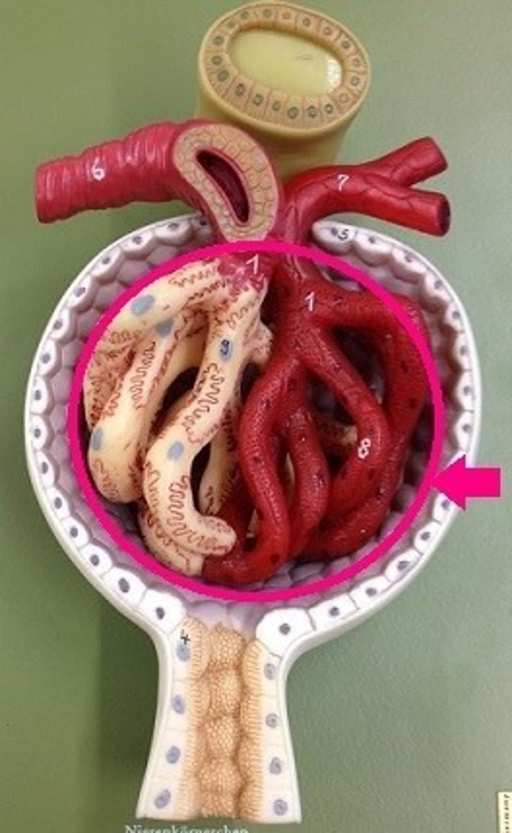 <p>capillary network encased in the upper end of a nephron where filtration of blood takes place</p>