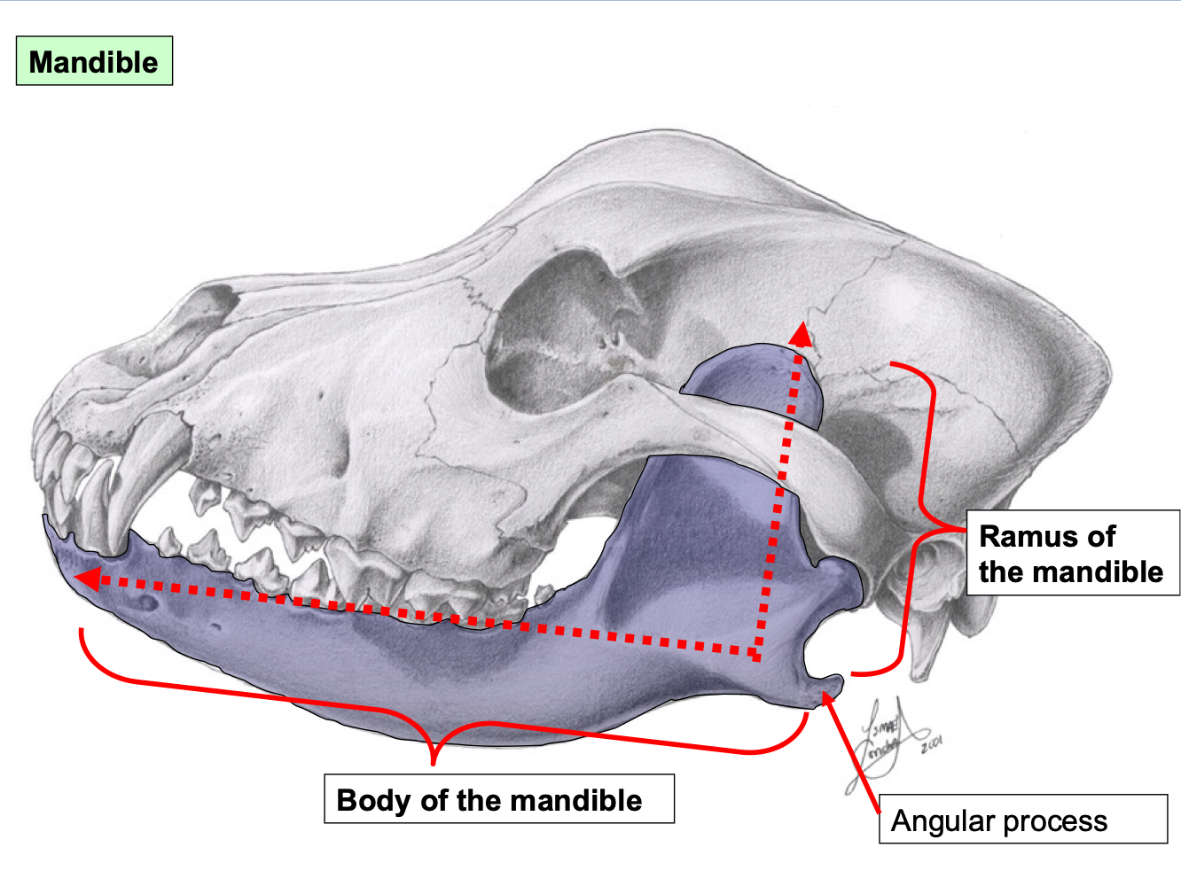 knowt flashcard image