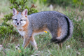 <p>hypercarnivore; grizzled gray above, white below w/ transition of cinnamon between; long, fluffy tail with black strip and tip; narrow pointed muzzle</p>
