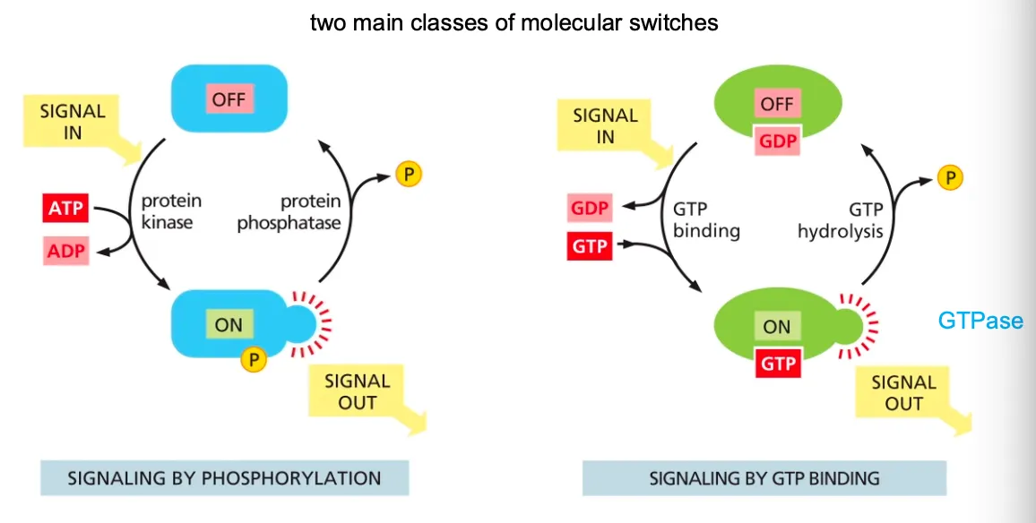 <ul><li><p>We also have proteins that act as <strong><em>switches</em></strong> and the mechanism works as the following:</p><ol><li><p>Mostly these switches consist of activation or inactivation through phosphorylation. In these cases the protein kinase attaches a phosphate group to the switch protein and in the opposite direction the protein phosphatase will remove that phosphate when inactivating the switch.</p><ol><li><p>Many of these phosphorylation proteins are organised in cascades, where the one protein kinase phosphorylates another and so on. Common examples of such events are serine/threonine kinase or tyrosine kinase.</p></li></ol></li><li><p>GTP binding will cause the molecule active (GTPases are inactive with GDP and when bound to GTP they are active). The GTPase controls its own hydrolysis, in which it then also deactivates when the bound GTP becomes a GDP.</p></li></ol></li></ul><p><span style="background-color: rgba(0, 124, 215, 0.094);"><strong><em><span>Ion-channel coupled receptors</span></em></strong></span></p>