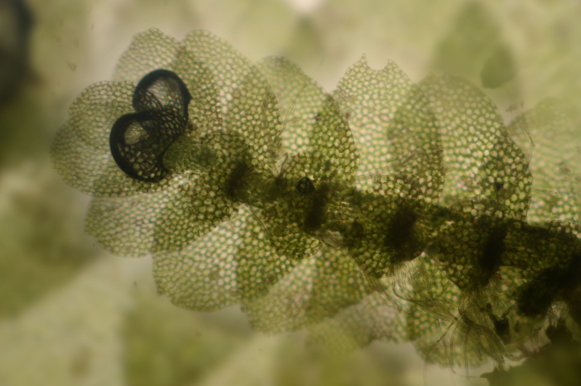 <p>relatively large underleaves, mersupia, terminal gemmae clusters</p>