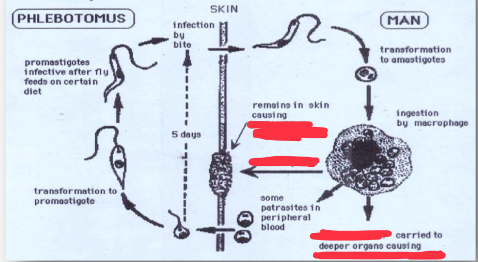 <p>Life cycle</p>