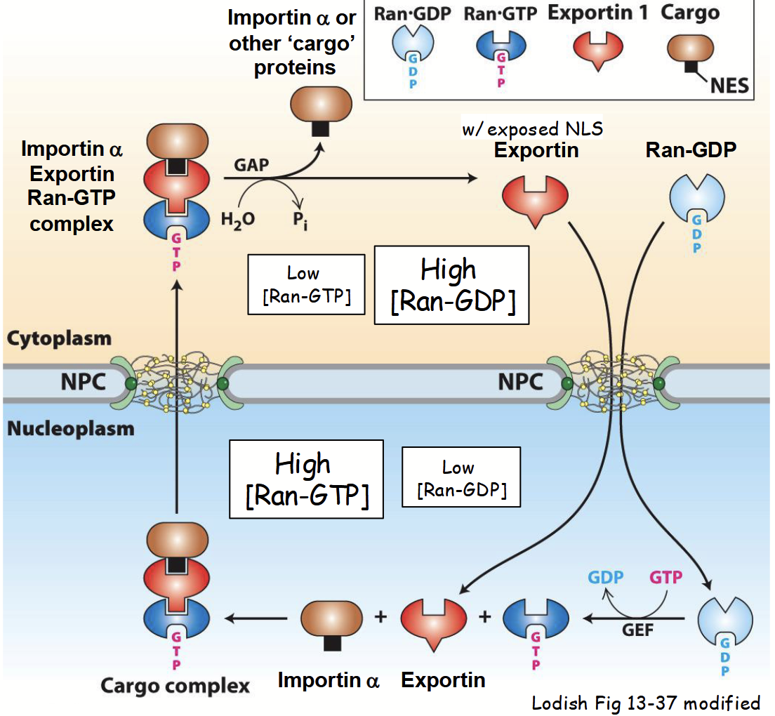 <ul><li><p><strong>Exportin</strong> <u>binds</u> to importin α and/or “cargo” proteins exported from nucleus via their NESs.</p><ul><li><p>Release of nuclear-imported “cargo” protein exposes nuclear export signal (NES) in importin α.</p></li></ul></li></ul><ul><li><p>Importin α (or NES-containing cargo protein)-exportin complex binds <strong>Ran-GTP</strong> (high [Ran-GTP] in nucleus).</p></li><li><p><strong>Ran-GTP</strong> promotes <strong>stable assembly</strong> of importin α (NES-containing cargo protein)-exportin complex.</p></li><li><p><strong><u>Importin α-exportin-Ran-GTP</u></strong><u> complex transported via NPC into cytoplasm due to Ran-GTP gradient.</u></p></li><li><p>In cytoplasm, GTP on Ran-GTP hydrolyzed by GAP.</p></li><li><p><strong>Ran-GDP released from exportin and release of importin α or other NES-containing “cargo” protein.</strong></p><ul><li><p><strong>Importin α</strong>: used for another round of import.</p></li><li><p><strong>Ran-GDP</strong>: moves back into nucleus (due to [Ran-GDP] gradient) and converted (via GEF) into Ran-GTP.</p></li><li><p><strong>Exportin</strong>: moves back into nucleus (<u>via exposed NLS and importin</u>) for another round of export.</p></li></ul></li><li><p>[Ran-GTP]<sub>nucleus</sub> &gt; [Ran-GTP]<sub>cytoplasm</sub></p></li><li><p>[Ran-GDP]<sub>nucleus</sub> &lt; [Ran-GDP]<sub>cytoplasm</sub></p></li></ul><p></p>