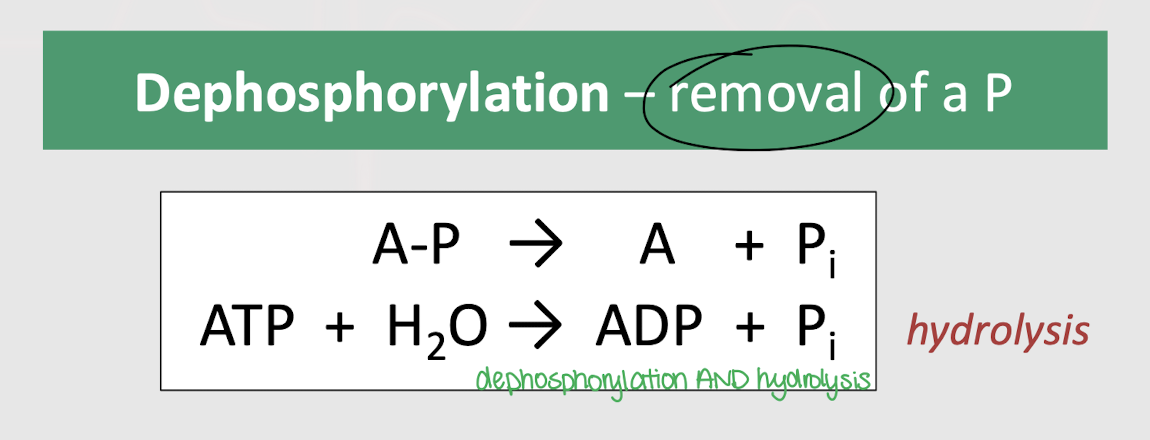 <p>hydrolysis</p>