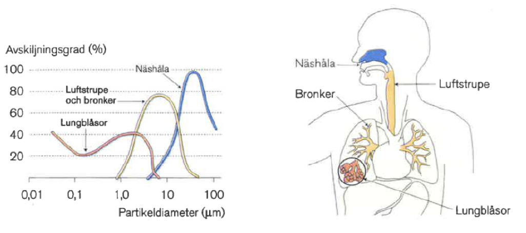 <p>Beroende på partiklarnas storlek kan de deponeras i lungorna på olika sätt. Ju mindre en partikel är desto längre ner i luftvägarna kan de komma. Optimalt med 4-6 mikrometer i diameter för astma. </p>