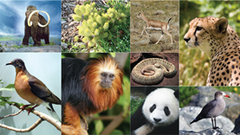 The number of species in a given area