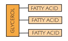 <p>a molecule of glycerol with three fatty acids attached to it</p>