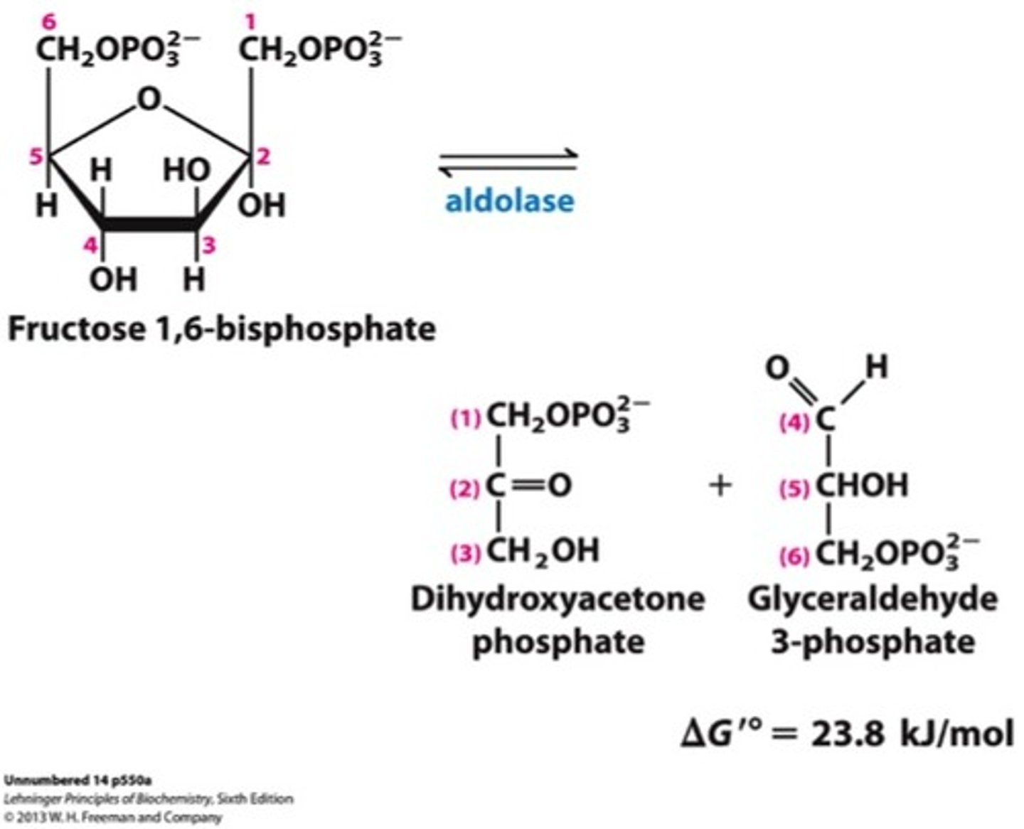 <p>Aldolases cleave 6-carbon sugars (Fructose 1,6-bisphosphate to dihydroxyacetone phosphate and glyceraldehyde 3-phosphate)</p><p>Uses aldolase</p><p>The reverse process of this is aldol condensation</p><p>Last step of the preparatory phase!</p>