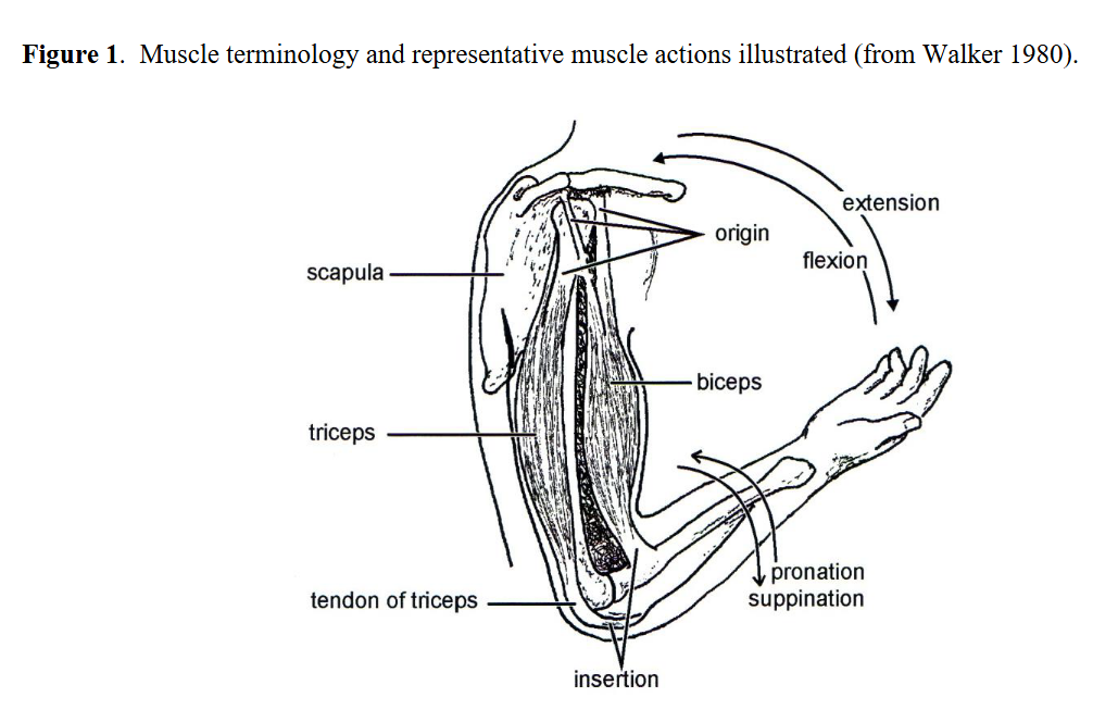 term image