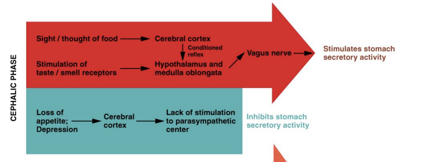 <p>Sight &amp; Smell:</p><p>Starts before food enters the mouth and involves long reflex control of digestion</p><ul><li><p>Long reflexes of the nervous system can trigger the cephalic phase, activating parasympathetic nervous system.</p><ul><li><p>Gastrin, in turn gastric acid is released from stomach lining to prepare the stomach for food.</p></li></ul></li></ul><p></p>