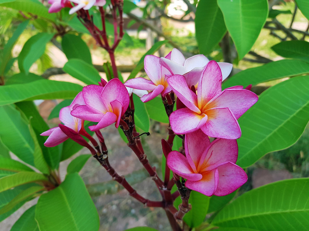 <p>Biological Origin:<strong> Plumeria rubra L. (Apocynaceae)</strong></p><p>Common Name:<strong> Frangipani/<u>Kalachuchi</u></strong></p><p>Part used: <strong><u>Root bark</u>, flowers, Leaves</strong></p><p>Medicinal use:</p><p><strong><u>Use of the bark of decoction</u></strong></p><ul><li><p><strong><u>Purgative/Emmenagogue/Febrifuge</u></strong></p></li></ul><p>Secondary metabolites:</p><p><strong>● Plumerianine (Alkaloid) - root bark</strong></p><ul><li><p><strong>Phenolic compounds - flowers</strong></p></li><li><p><strong>Leaves - saponins</strong></p></li></ul>