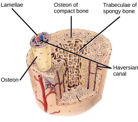 functional unit is osteon, concentric lamellae, osteocytes central canal, canaliculi, strong along it’s length, outer bone tissue layer