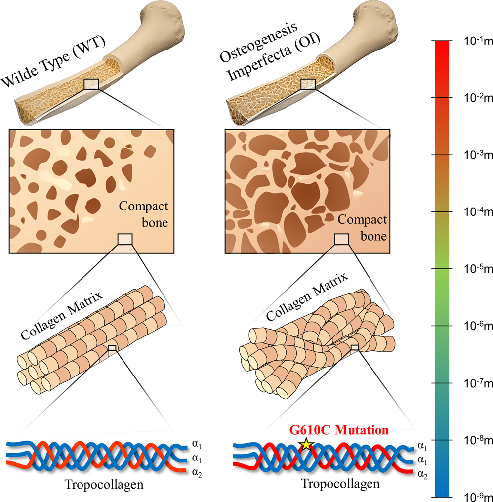 <p><span style="color: blue"><strong>Osterngensis Imperfecta</strong></span></p><p><sub>( sidenote: this is NOT the same as osteoporosis )</sub></p>