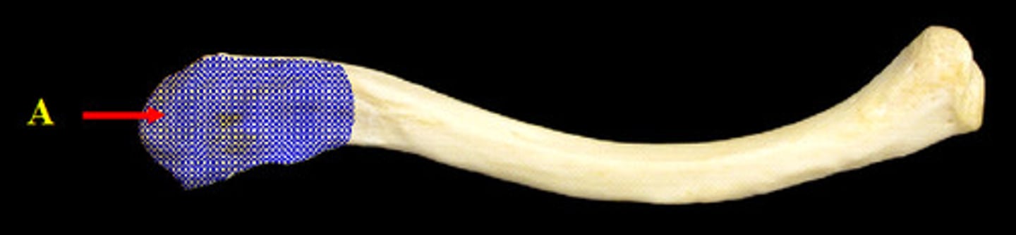 <p>opposite end</p><p>articulation?</p>