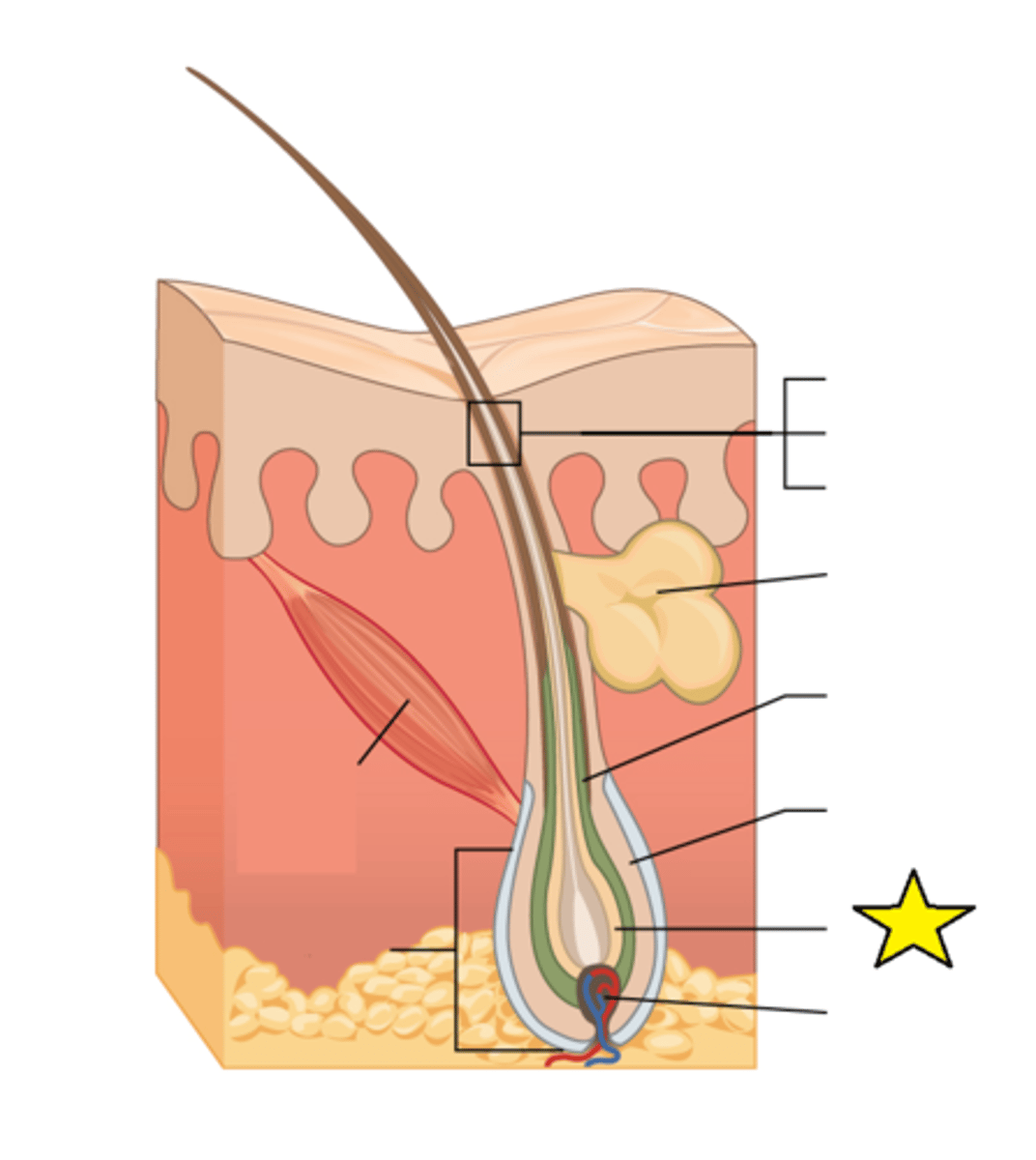 <p>The basal cells in this region produce a new hair follicle, which pushes the old hair out as the growth cycle repeats itself. Hair typically grows at the rate of 0.3 mm per day.</p>