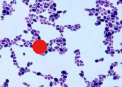 <p>compound illumination </p>