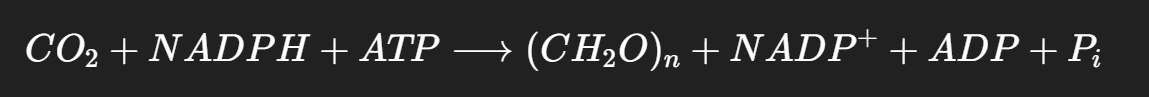 <ul><li><p>Le <strong>NADPH</strong> est une molécule qui stocke de l'énergie sous forme chimique, spécifiquement un <strong>pouvoir réducteur</strong>.</p></li><li><p><strong>Pouvoir réducteur</strong> signifie que le NADPH peut <strong>donner des électrons</strong> à d'autres molécules lors de réactions biochimiques.</p></li><li><p>Dans le cycle de Calvin (phase sombre de la photosynthèse), le NADPH va réduire le <strong>CO₂</strong> pour le transformer en matière organique (<em>glucose, amidon</em>).</p></li></ul><p></p>