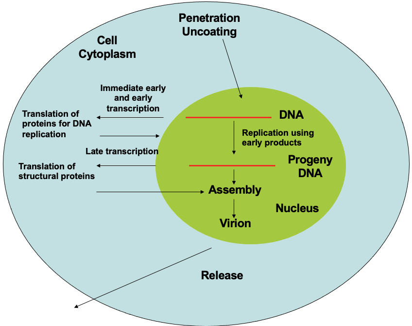 <p>HAVE to get inside nucleus to replicate, transcription machinery creates messages that are relayed in/out cytosol for proteins to make replicates</p>