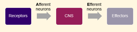 <ul><li><p><span><span>Connects CNS to limbs & organs via cranial and spinal nerves</span></span></p></li><li><p><span><span>Carries information from environment to CNS </span><span><br></span><span>(afferent neurons), processed in CNS</span></span></p></li><li><p><span><span>Carries messages from CNS to muscles and glands (efferent neurons)</span></span></p></li></ul><p></p>