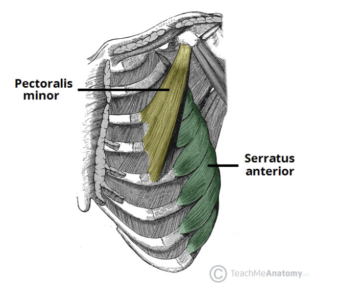 <p><span>What is the ORIGIN of pectoralis minor?</span></p>