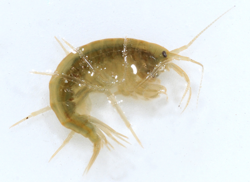 <p>amphipod, typical aquatic crustacean</p><p>not shrimp</p>