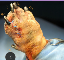 <ul><li><p><strong>Onychectomy (Declawing):</strong> <span style="color: red;">P3 removal at 3-12m</span></p><ul><li><p>Scalpel, Resco clippers (risk bone left), CO₂ laser</p></li><li><p>Local /ring block to provide additional analgesia</p></li><li><p>Place a tourniquet <strong><u>(Radial neuropathy - limit time)</u></strong></p></li><li><p>absorbable monofilament sutures</p></li><li><p>Post-op bandage, paper litter</p></li></ul></li></ul><ul><li><p><strong>Dewclaw removal</strong></p><ul><li><p><span style="color: rgb(136, 136, 136);"><strong>Puppies (3-5d)</strong></span><strong>:</strong> no anesthesia, silver nitrate</p></li><li><p><span style="color: rgb(136, 136, 136);"><strong>Adults:</strong></span><strong> </strong>GA, excision (bony vs soft tissue)</p></li></ul></li><li><p><strong>Digit amputation: </strong>neoplasia, infection, osteomyelitis, severe trauma</p><ul><li><p><strong><u>3rd & 4th digits = weight-bearing</u> </strong></p></li></ul></li></ul><ul><li><p><strong>Footpad lacerations</strong>: irrigation, <u>2-layer closure, padded splin</u>t</p></li><li><p><strong>Interdigital pyoderma</strong>: treat cause first → <u>fusion podoplasty</u> if refractory</p><ul><li><p>fuses webbing/space between digits</p></li></ul></li></ul><p></p>