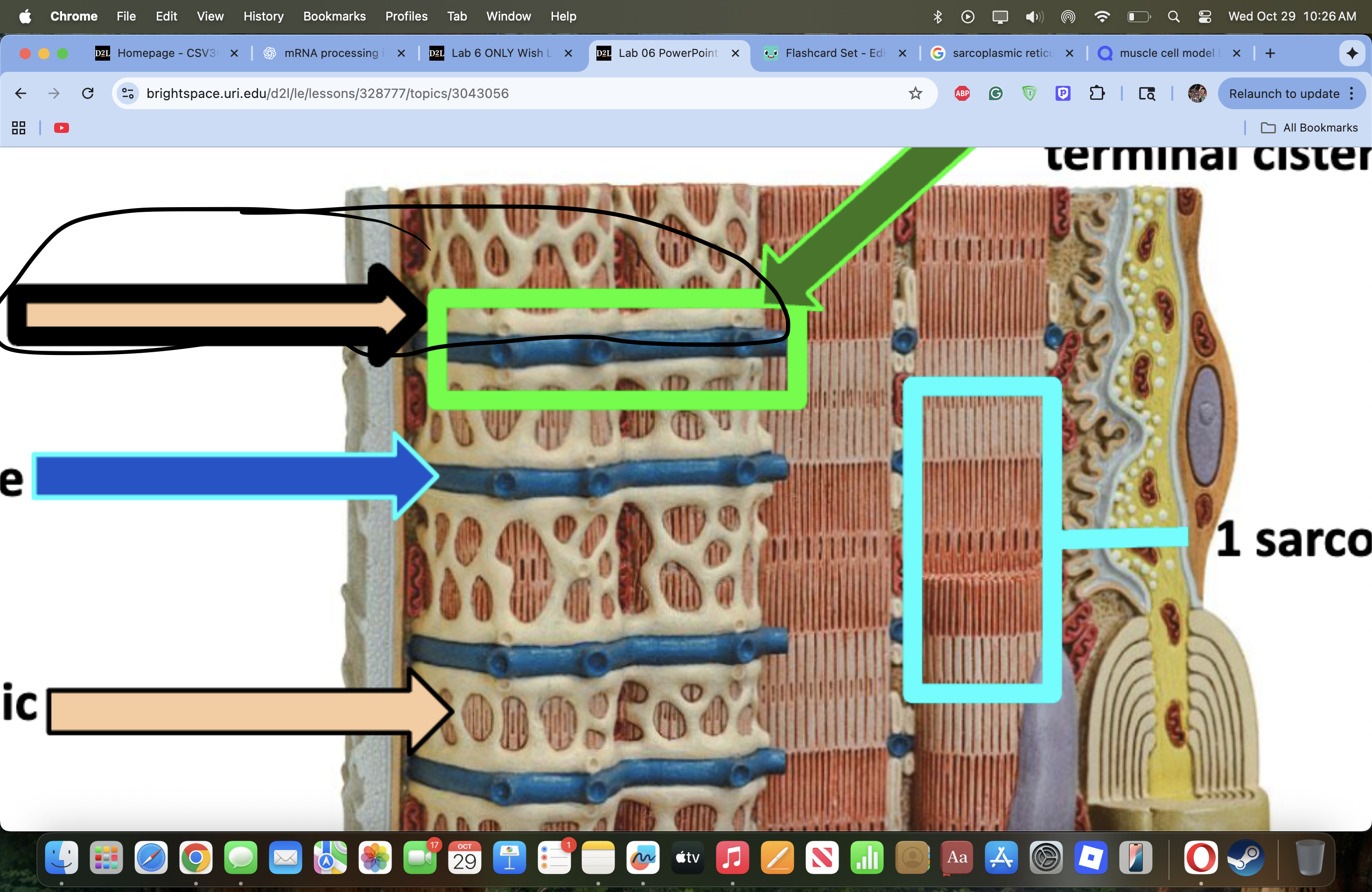 knowt flashcard image
