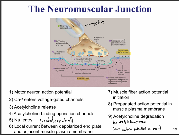 <ul><li><p>motor end plate- region of muscle fiber plasma membrane that lies directly under the terminal portion of the axon</p></li><li><p>neuromuscular junction- junction of an axon terminal w/a motor end plate</p><ul><li><p>all are excitatory <br></p></li></ul></li></ul><p></p><ul><li><p>action potentials are initiated in skeletal muscle through stimulation of the nerve fibers</p></li><li><p>motor neurons- nerve cells whose axons supply nerves to skeletal muscle fibers</p><ul><li><p>cell bodies are located in brainstem/spinal cord</p></li><li><p>axons are myelinated to allow for action potentials to travel at fast speeds and allow signals from the CNS to travel to skeletal muscle fibers</p></li></ul></li></ul><p></p>