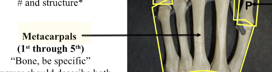 <p>Metacarpals 1-5</p>