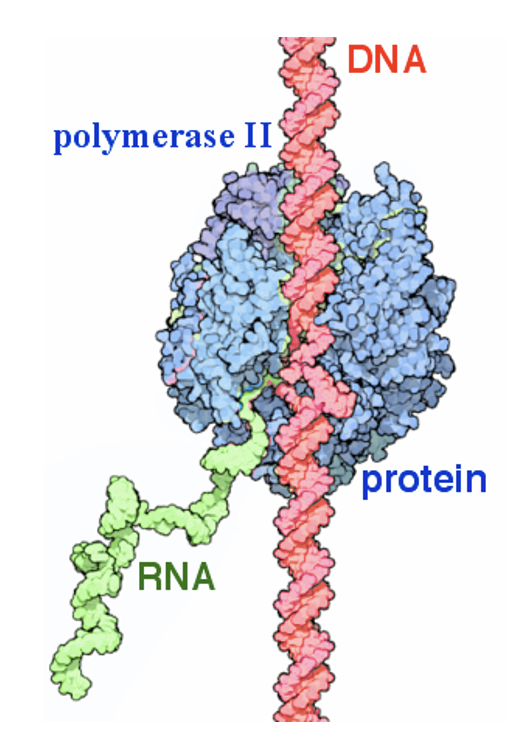 <p><u>requires RNA polymerases</u>, which also require transcription factors:</p><ul><li><p>these factors bind the promoter sequence &amp; other DNA regulatory sequences</p></li></ul><p></p>