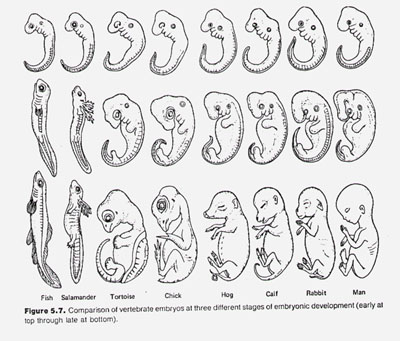 <p>Embryological Homology</p>