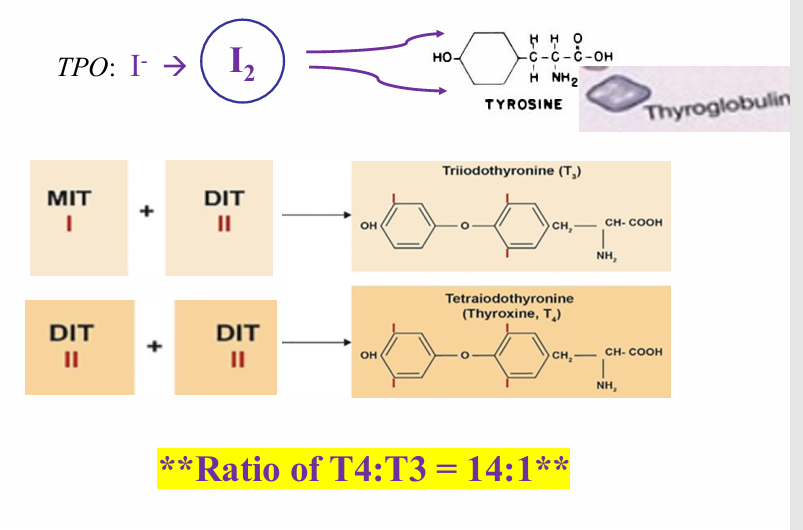 <p>-thyroid hormone</p>