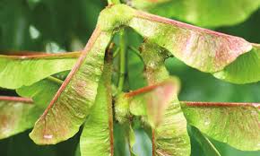 <p>What tree do these belong to?</p>