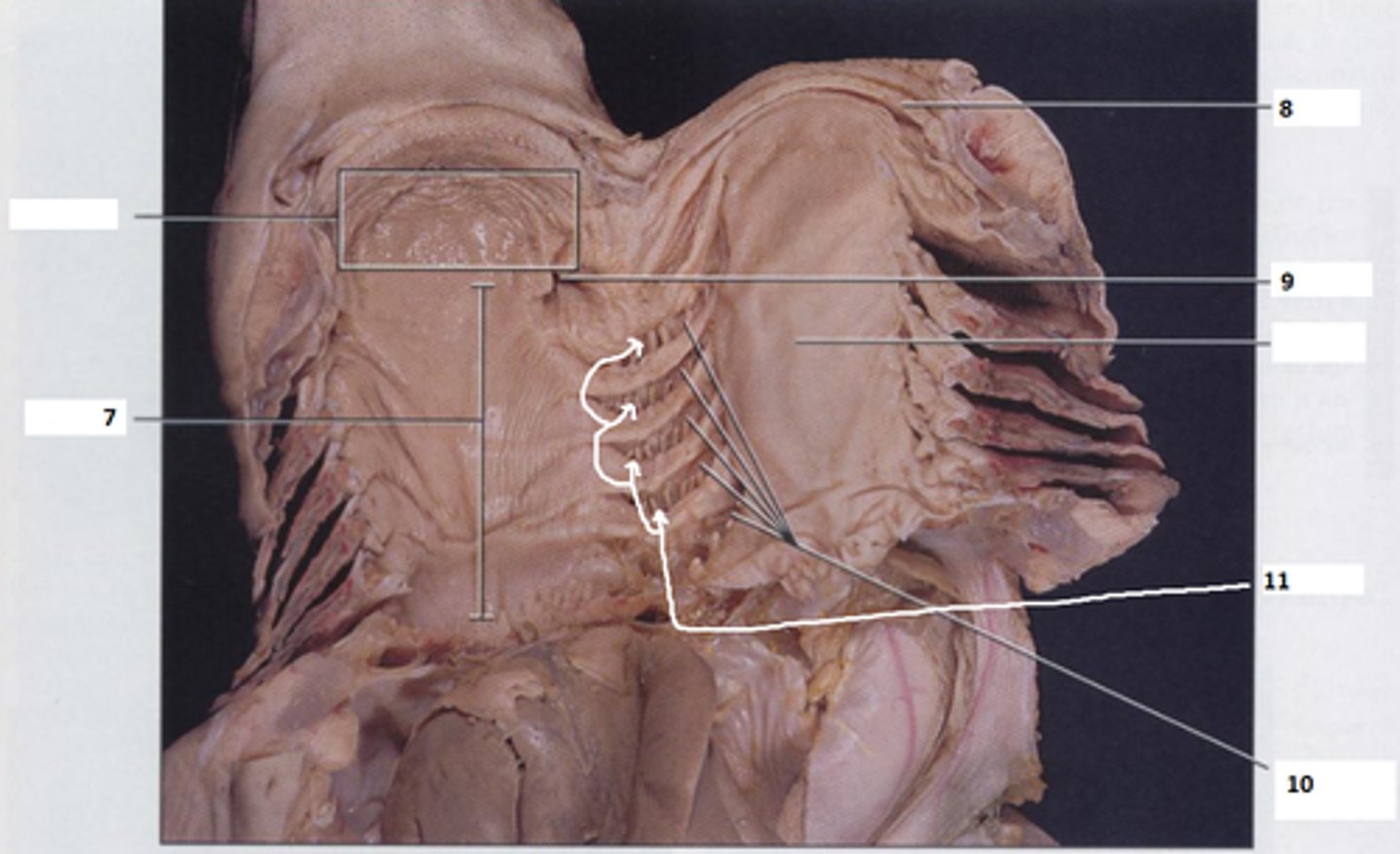 <p>Openings through which water exits pharynx into gill chambers — Series of five pairs of openings on lateral walls of pharynx</p>