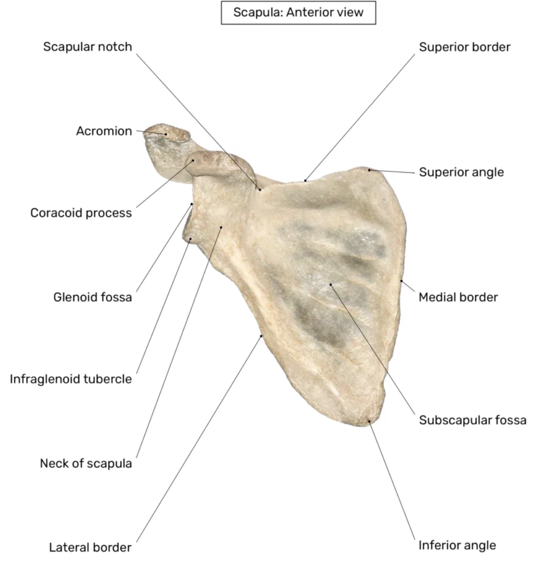 <p>De <strong>scapula (schouderblad)</strong> is een <strong>groot, plat, driehoekig bot</strong> aan de achterkant van de borstkas dat helpt bij <strong>armbewegingen</strong>.</p>