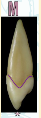 <p><mark data-color="green" style="background-color: green; color: inherit">maxillary canines #6 and #11; cusp tip buccal view</mark></p>