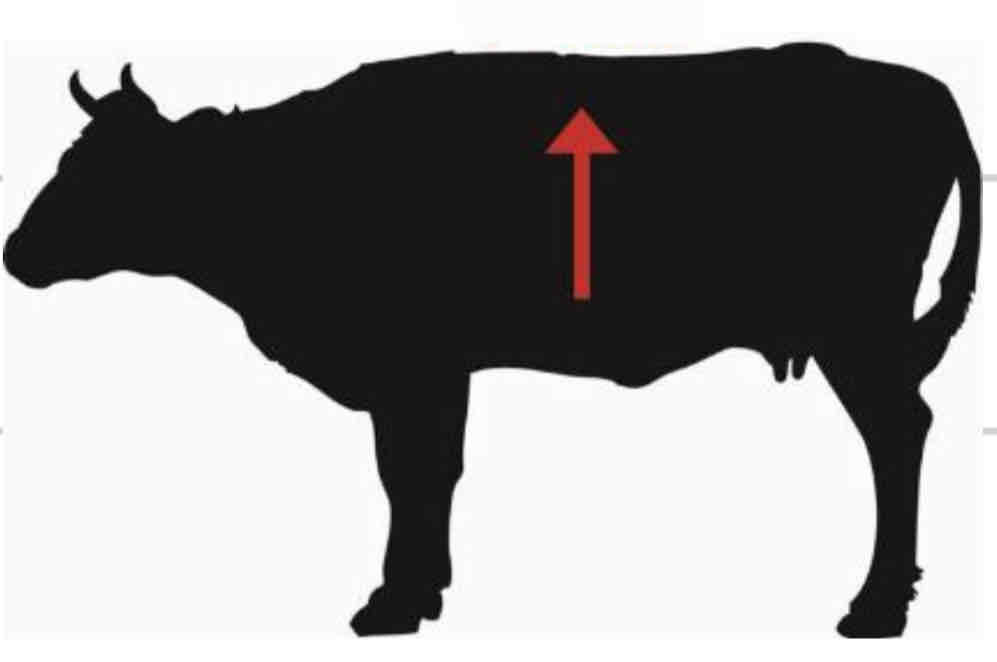 <p>Dorsal</p>
