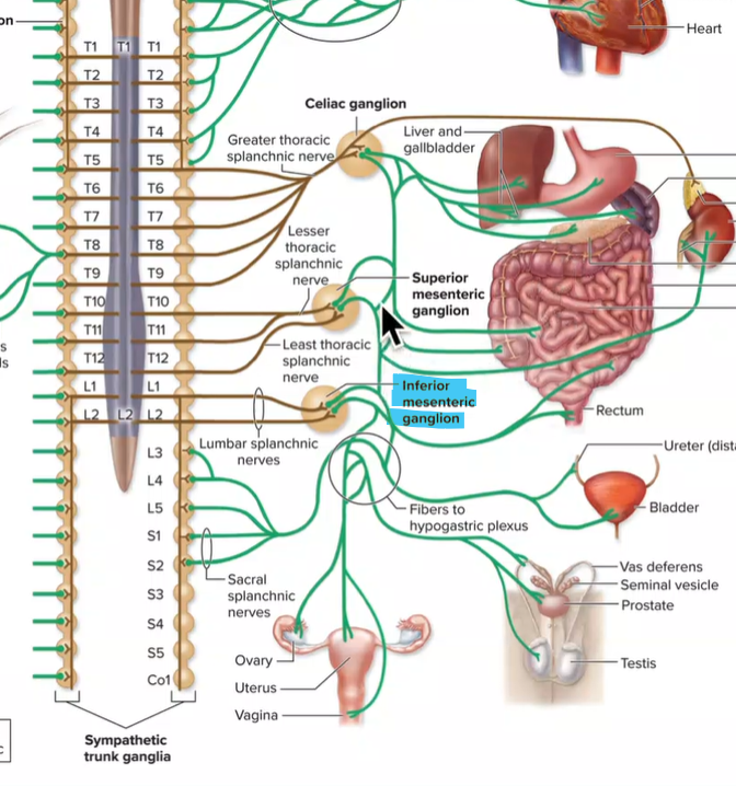 <ul><li><p><strong>Lumbar splanchnic nerves enter</strong></p></li><li><p>Postganglionic axons innervate large intestine, rectum, bladder, ureters, reproductive organs<strong> (digestive and urinary)</strong></p></li><li><p><strong>L1-L2</strong></p></li></ul><p></p>