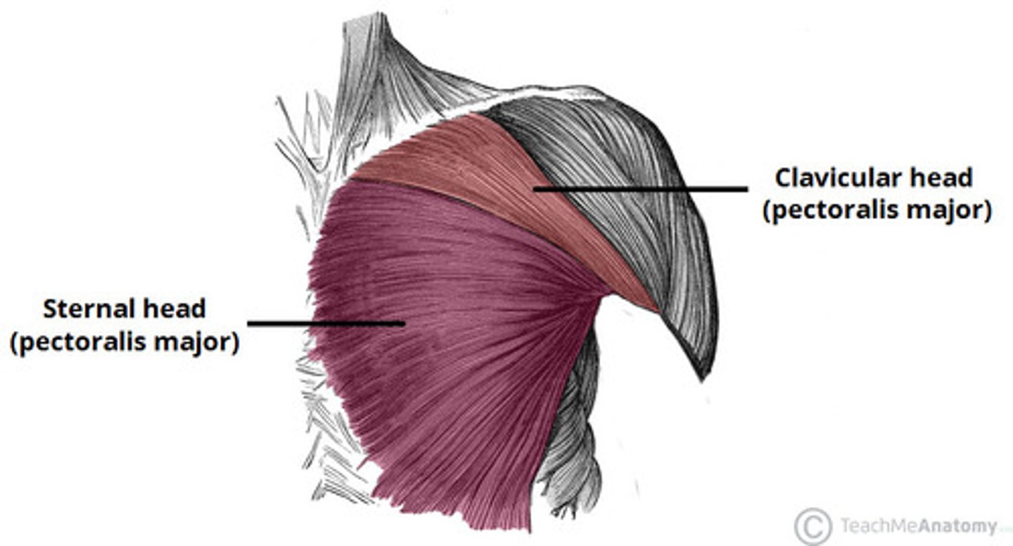 <p>aDduct, medially rotate, and flex arm at the shoulder</p><p>AMRF (ALEX MARRIES RICH FOLKS)</p>