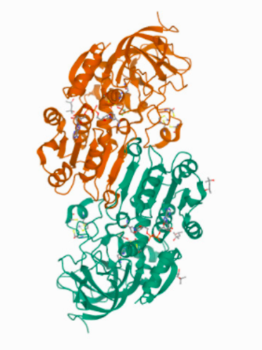 <p><span>4DXH, the structure of horse liver alcohol dehydrogenase</span></p>