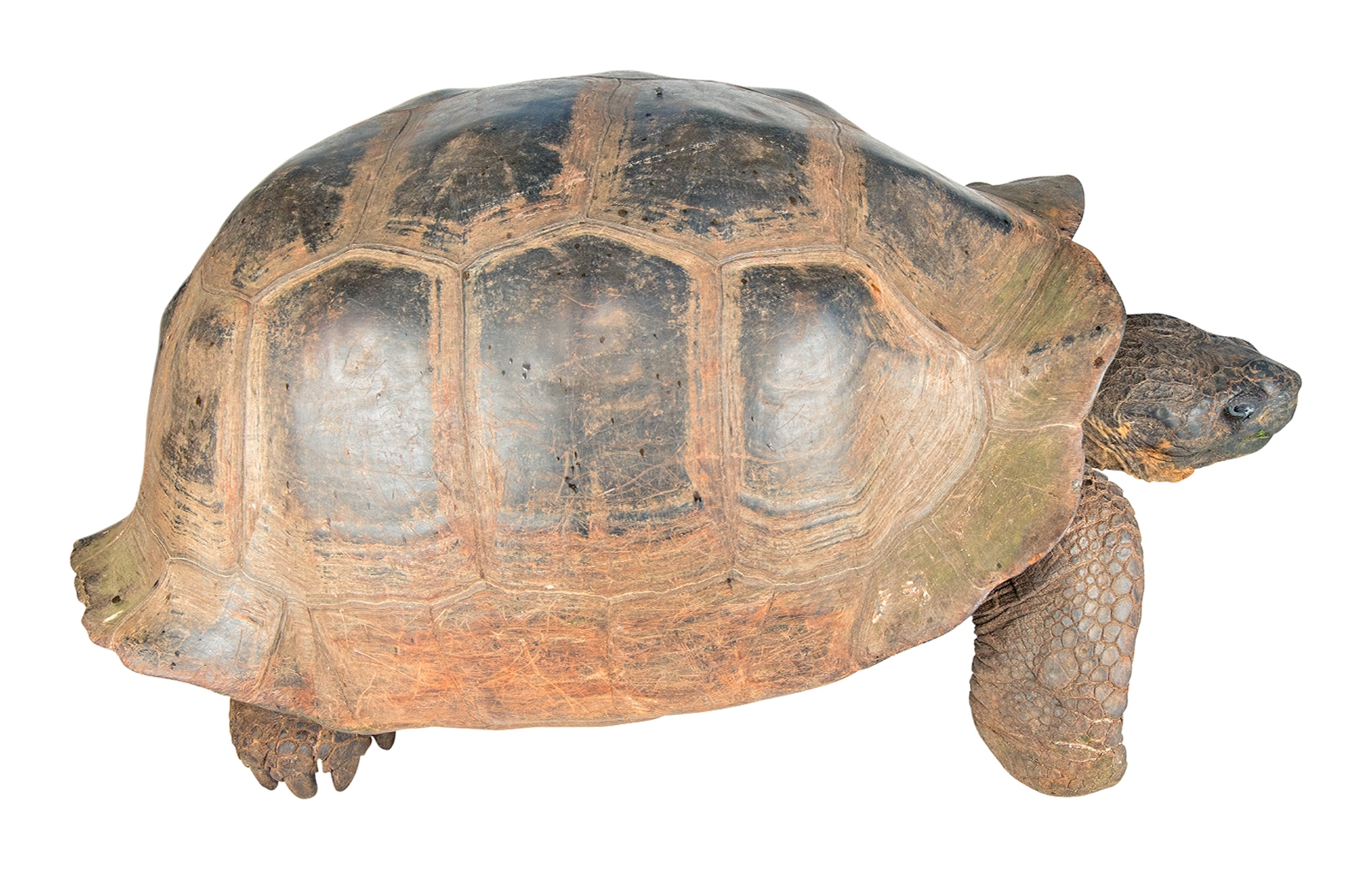 <p>Isabela (Volcan Darwin Tortoise) </p>