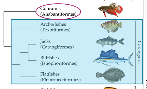 <p>Anabantiformes (Gouramis)</p>