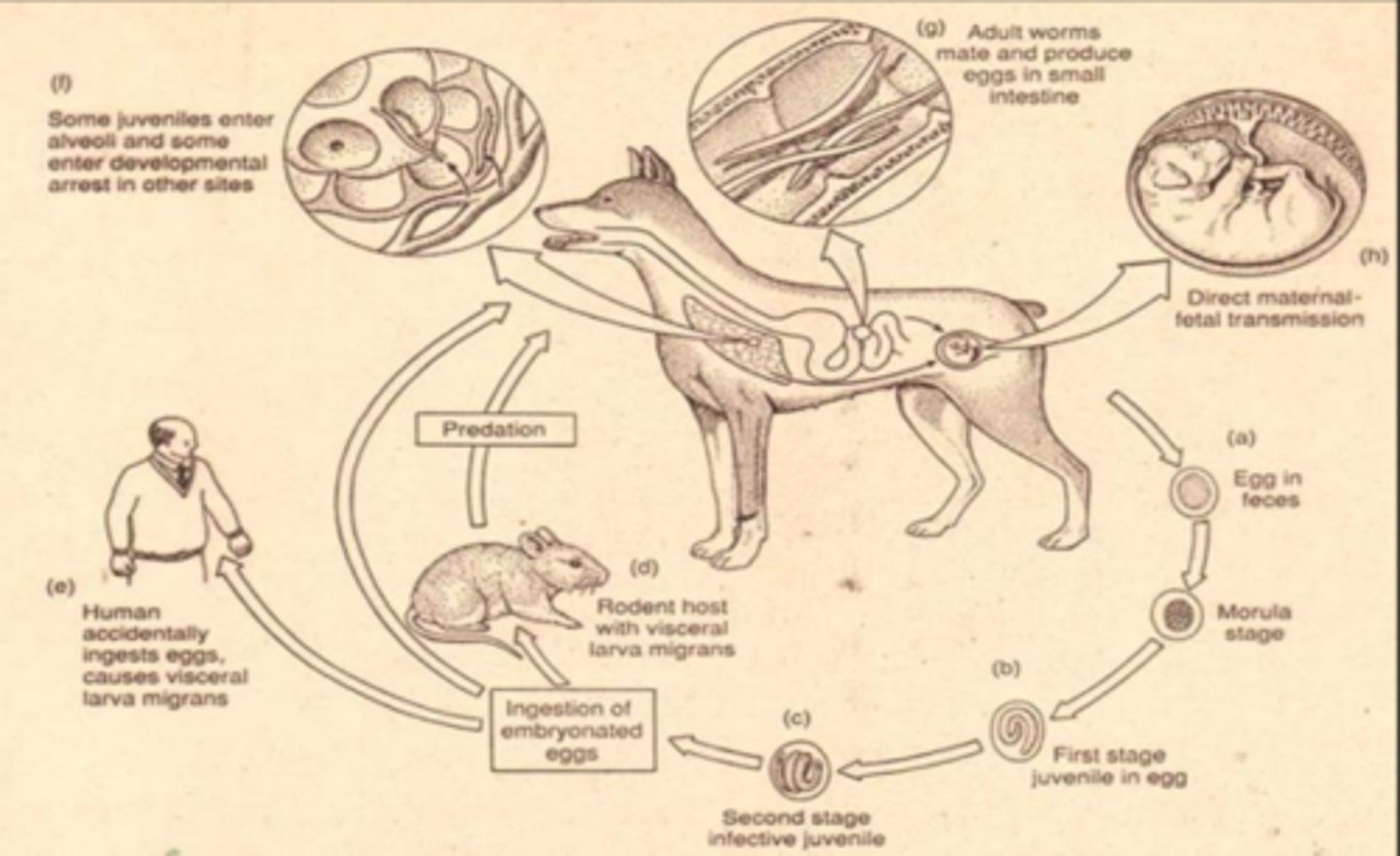 knowt flashcard image