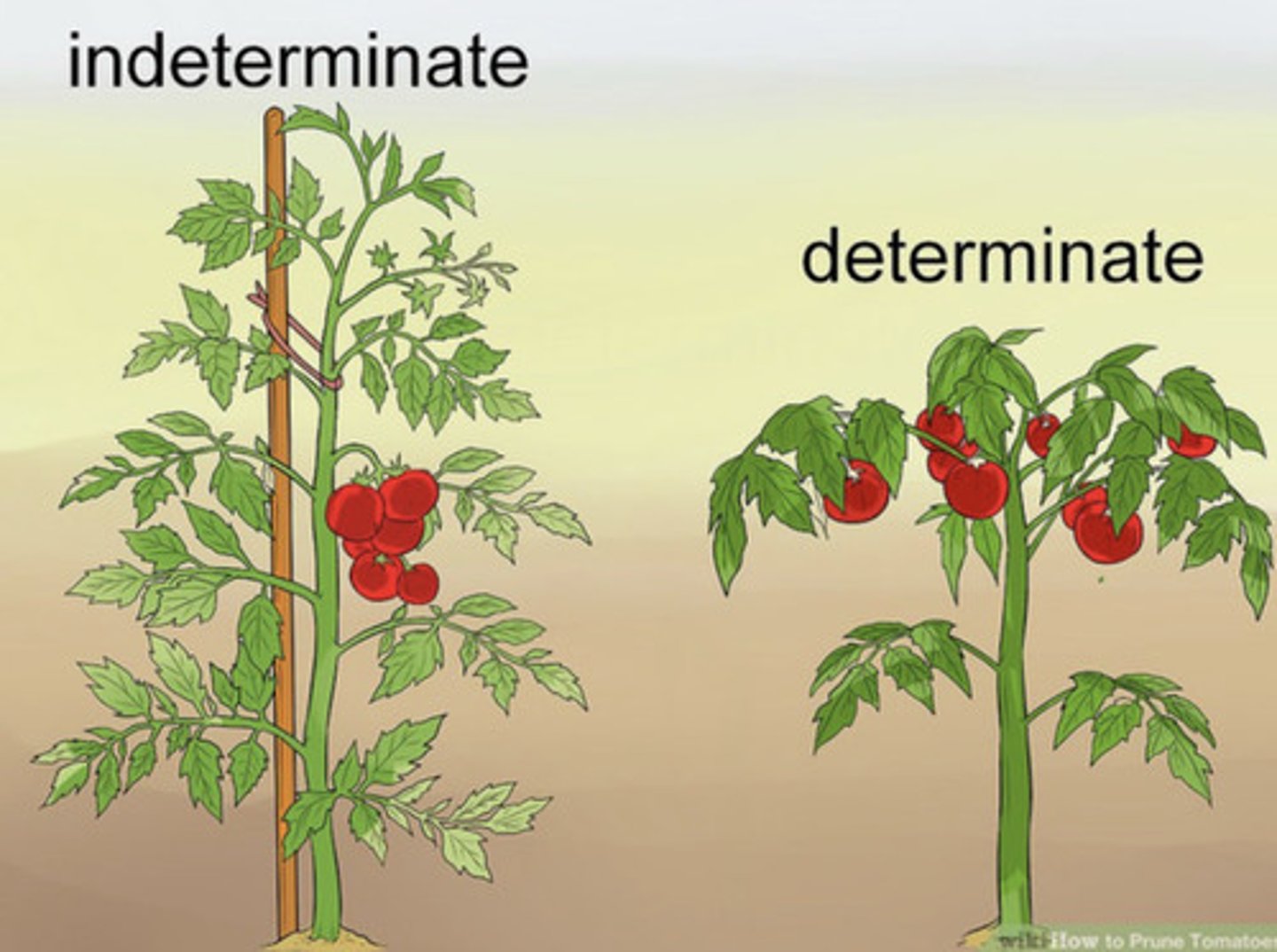 <p>A type of growth characteristic of plants, in which the organism continues to grow as long as it lives.</p>