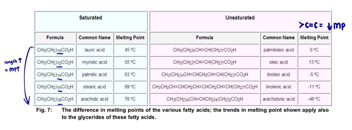 <ol><li><p><strong>as hydrocarbon chain length <u>increases</u>, MP of fats <u>increases</u></strong> </p></li></ol><ul><li><p>longer hydrocarbon chains, <u>more extensive hydrophobic interactions</u><strong> </strong>btw the chains = higher MP (more thermal energy is required to break the bonds) </p></li><li><p>hydrophobic interaction is a weak bond that exists btw hydrophobic molecules. force of attraction btw non-polar molecules </p></li></ul><ol start="2"><li><p><strong>as degree of unsaturation of fatty acids tails <u>increases</u>, (more C=C), MP of fats <u>decreases</u> </strong></p></li></ol><ul><li><p><u>kinks</u> where the double bonds are located <u>prevent the molecules from packing closely </u></p></li><li><p>when fatty acid tails are less closely packed, hydrophobic interactions are<u> less extensive </u></p></li><li><p>less thermal energy is required to break enough of these interaction to liquefy the triglycerides </p></li></ul><p></p>