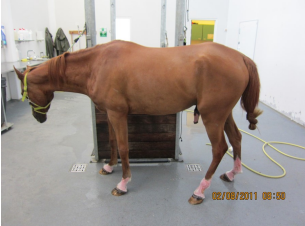 <p>AKP store husdyr blok 1 2024</p><p>Denne fem år gamle varmblodsvallak har pludselig fået svære hudforandringer på alle fire lemmer, hvor hesten har hvide sokker. Hesten går på døgnfold. Du ønsker at udtage en blodprøve for at undersøge årsagen til hudforandringerne nærmere. Hvilke værdier vil du have særligt fokus på?</p><p>1 Jern, SAA, Fibrinogen </p><p>2 Magnesium </p><p>3 Creatinin, urea, kalium </p><p>4 GGT, bilirubin, GLDH</p>