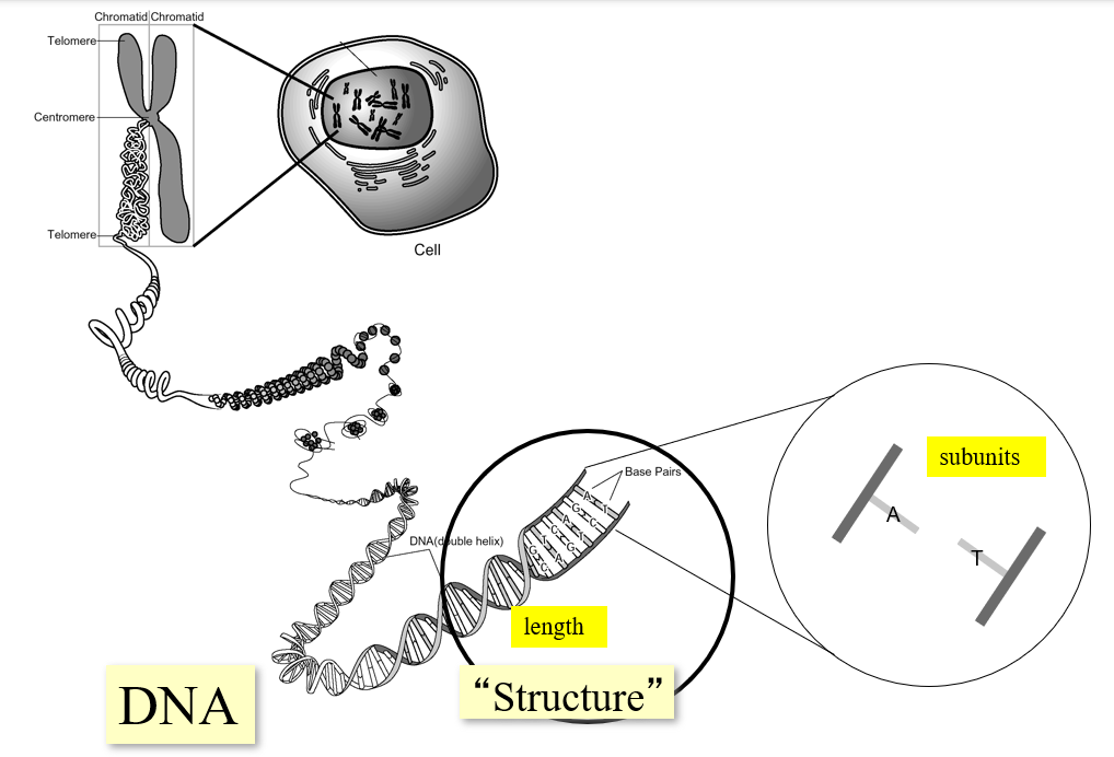 <p>creates order through the use of subunits (AGCT), polymer (specific sequences encode genes), DNA double helix, and chromosome</p>