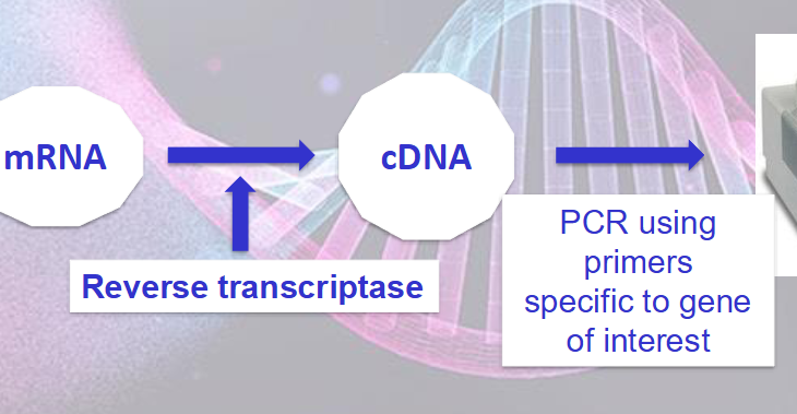 <ul><li><p>RT - retrotranscription</p></li><li><p>retrotranscriptase - viral enzyme that synthesises ssDNA from mRNA </p></li><li><p>polyTprimer binds to the mRNA poliA tail</p></li><li><p>RT synthesises cDNA of all the genes in the tube</p></li><li><p>we select gene of interest with primers and PCR </p></li><li><p></p></li></ul><p></p>