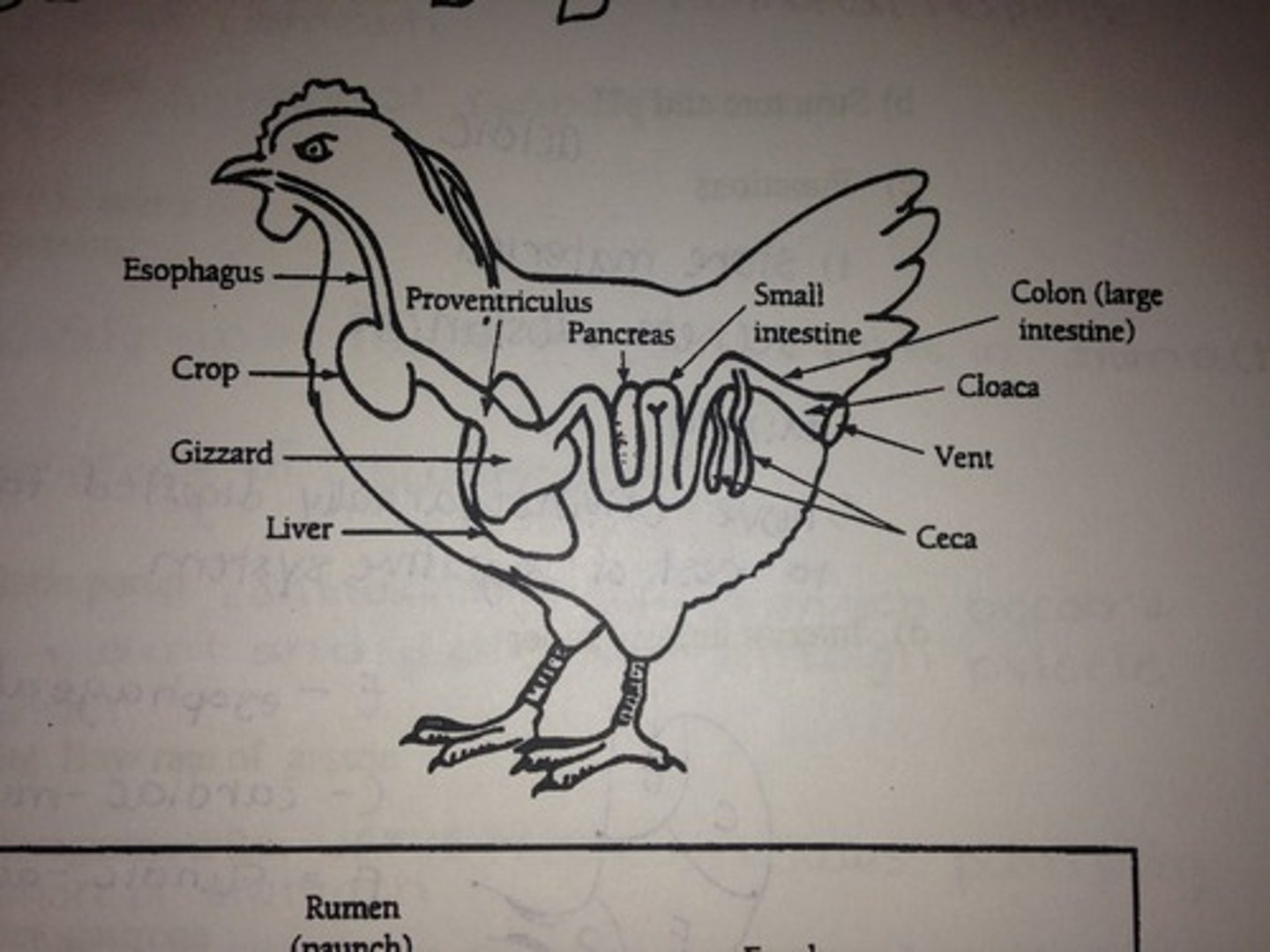 <p>No teeth (beak), food follows a pathway: esophagus, crop, proventriculus, gizzard, small intestine, large intestine, cloaca (rapid digestion)</p>
