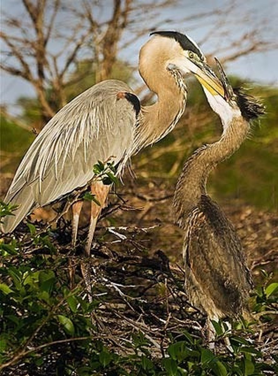 <p>By standing still or walking slowly in shallow water, waiting for prey to swim nearby.</p>